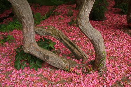 杜鹃花花, bodnant 花园, 北威尔士