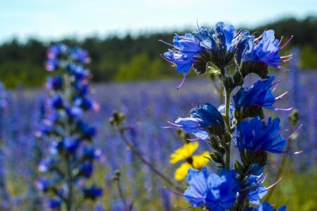 毒蛇的 bugloss, 哥特兰岛, 床上, 字段, 自然, 春天, 蓝色花瓣