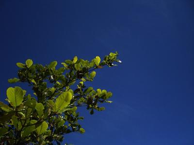 自然, 天空, 蓝色, 树