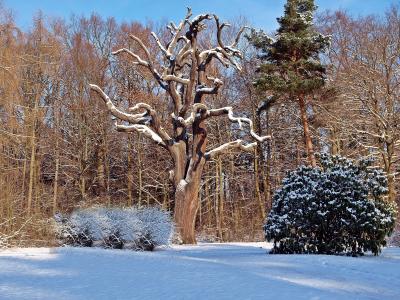 自然, 树, 植物, 冬天, 雪, 弗罗斯特, 低温