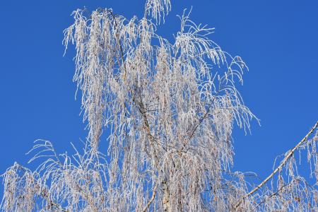 蓝蓝的天空, 树, 冬天, 弗罗斯特, 白霜, 自然, 皇冠