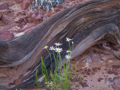 风化原木, 徒步旅行, 白色的花, 犹他州