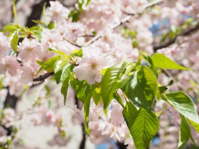 樱桃, 哭泣的樱桃, 粉色, 花, 春天的花朵, 春天, 日本