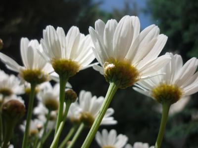 黛西, 白色, 花, 花园, 自然