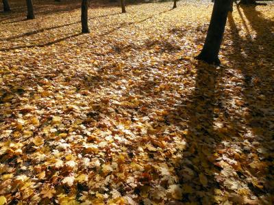 秋天, 叶子, 金, 金色的秋天, 秋天的落叶, 出现, 叶着色