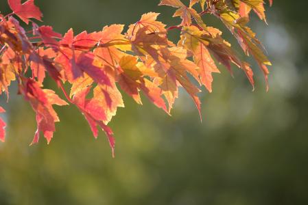 秋天, 枫树, 多彩, 黄色, 秋天, 赛季, 自然