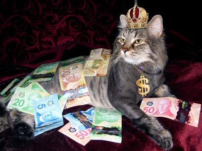 钱, 猫, 财富, 加拿大货币, 裸男, 家猫, 宠物