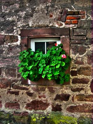 墙上, 石头, 窗口, 老, 常春藤, 花, 眼睛捕手