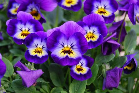 花, 自然, 中提琴枸湖, 花, 植物, 紫色, 夏季