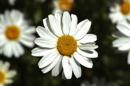 黛西, 白色, 自然, 花, 春天, 夏季, 鲜艳的颜色