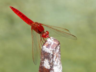 红蜻蜓, erythraea crocothemis, sagnador 猩红, 湿地, 蜻蜓