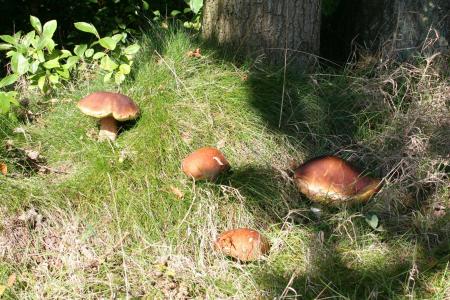 蘑菇, 自然, 秋天, 森林, cep, 板栗, 真菌