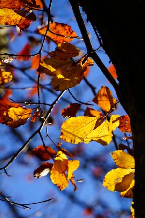 秋天, 秋天的落叶, 叶子, 山毛榉, 秋天的颜色, herbstimpression, 山毛榉的叶子