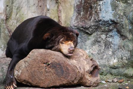 熊, 动物园, 睡着了, 自然, 睡眠, 冒险