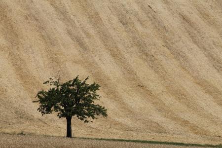 字段, 树, 孤独, 小麦, 自然, 夏季, 干
