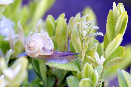 蜗牛, 植物, 叶子, 绿色, 罗莎, 湿法, 滴眼液