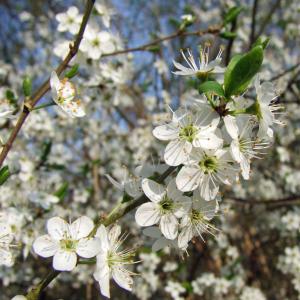 花, 樱花, 白色, 树, 分公司, 自然, 春天