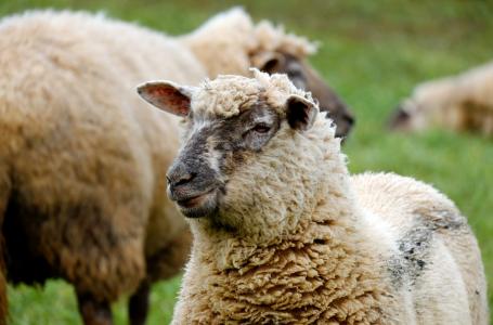 羊, 动物, 羊毛, 群羊, 牧场, 农业