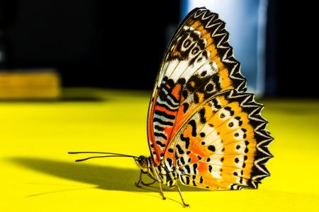 蝴蝶, 昆虫, 自然, 蝴蝶-昆虫, 动物, 黄色, 动物的翼