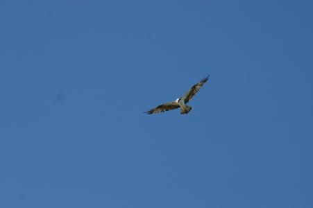 鹰, 鸟的猎物, 蓝蓝的天空, 猎物, 鸟, 野生动物, 羽毛