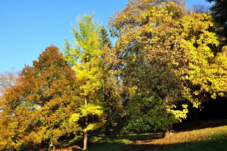 秋天, 树木, 自然, 光, 树的树冠, 树, 落叶树