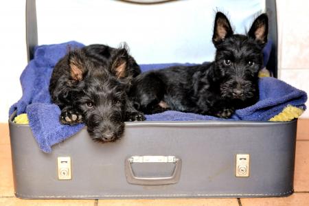 苏格兰猎犬, 手提箱床, 黑色