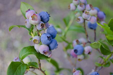 蓝莓, 蓝莓灌木, 蓝莓, 水果