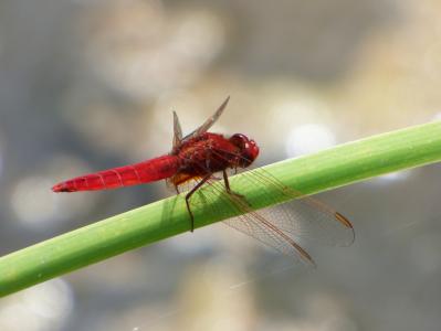 红蜻蜓, 湿地, 甘蔗, 蜻蜓, 有翅膀的昆虫, erythraea crocothemis