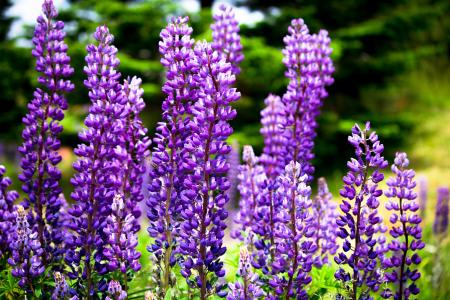 紫色, 花香, 夏季, 花, 熏衣草, 植物, 自然