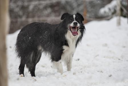 狗, 边境牧羊犬, 雪, 黑色, 白色, 婊子, 绵羊狗