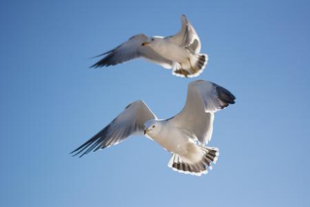 海鸥, 鸟, 天空, 动物, 飞行, 自然, 动物的翼