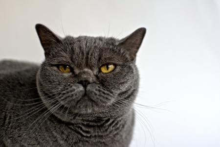 伊迪·布利特, 英国短毛猫, 猫, 宠物, 动物, 黑色, 脸上的猫