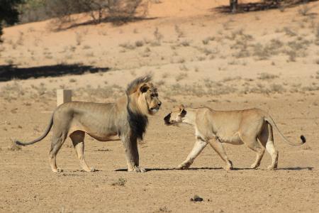 狮子, 母狮, 问候, 沙漠, 野生动物, 野生动物园, 捕食者