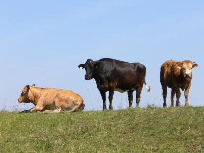 母牛, amdorf, 东弗里西亚