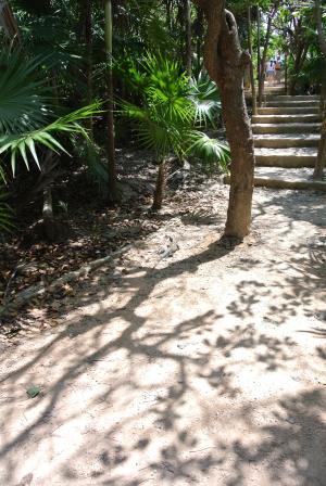 沙子, 树, 棕榈树, 走道, 楼梯, 热带, 阴影