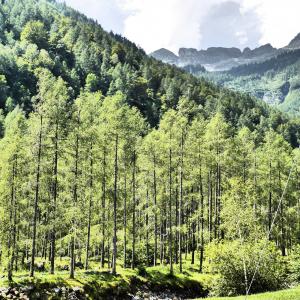 云雀, 森林, 提契诺州, 树木, 绿色, 瑞士