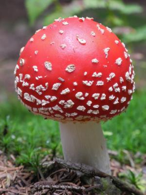 飞金顶, 蘑菇, 红色, 森林, 自然, 有毒, 秋天