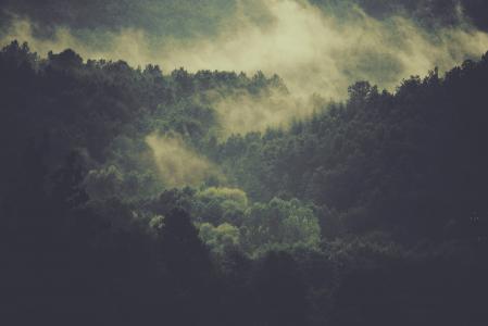 森林, 树木, 雾, 云彩, 雾, 自然, 环境