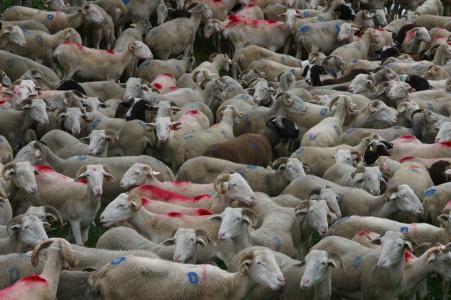 牛群, 羊, 绵羊放牧, 法国, 动物, 牧羊犬, 山脉