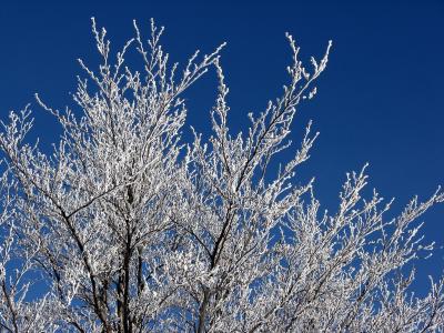 糖霜, 树木, 天空, 冬天, 自然