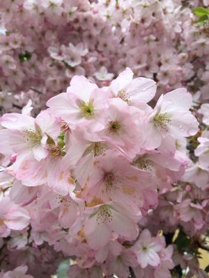 春天, 粉色, 樱花, 粉红色的花, 树, 花, 花园