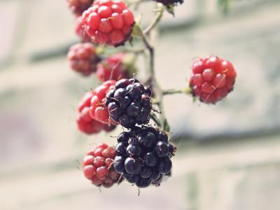 黑莓, 荆棘, 布什, 浆果, 不成熟, 红色, 水果