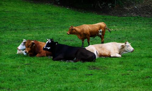 休眠奶牛, 牛群, 反刍奶牛