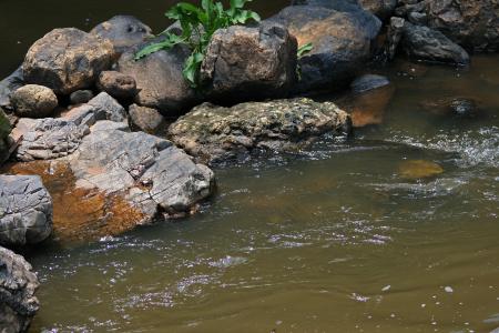 溪流中的岩石, 流, 水, 溪, 春天, 流动, 岩石