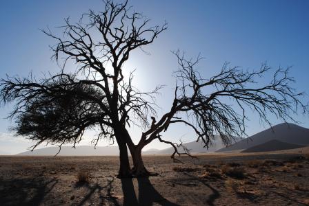 非洲, 纳米比亚, 苏斯, 沙漠, 纳米布, 沙丘, 树