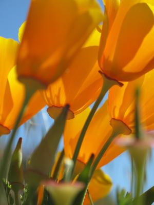 加利福尼亚罂粟, 罂粟花, 花, 橙色, 半透明, 加利福尼亚州, 野花