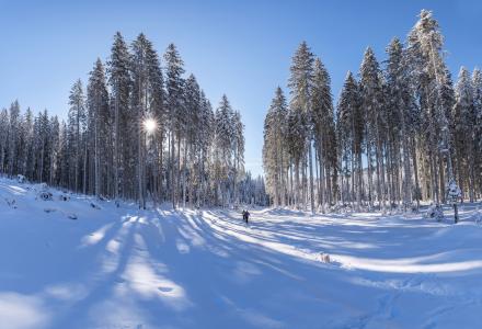 自然, 景观, 伍兹, 森林, 雪, 冬天, 感冒