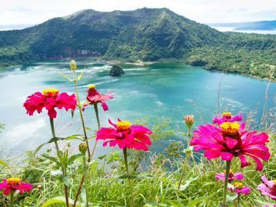 菲律宾, 吕, 塔尔湖, 花, 自然, 植物, 大自然的美