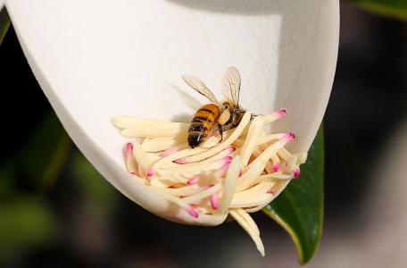 蜜蜂, 花, 木兰, 授粉, 花粉, 雄蕊, 昆虫