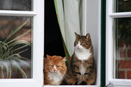 猫, 窗口, 坐, 宠物, 砌体, 动物的画像, 家猫